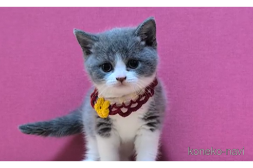 成約済の東京都のスコティッシュフォールド-101304の6枚目